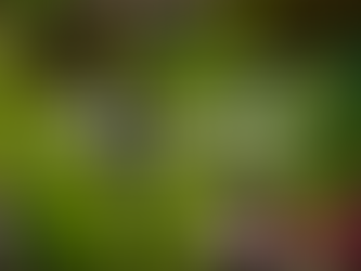 Wild Garlic: The UK's Most Delicious Wild Food?