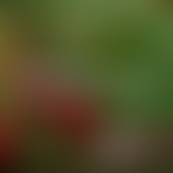 Foraging in the UK: What to Pick, What to Avoid, and How to Do It Safely