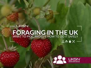 Foraging in the UK: What to Pick, What to Avoid, and How to Do It Safely