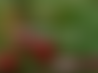 Foraging in the UK: What to Pick, What to Avoid, and How to Do It Safely