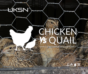 Chickens vs Quail: Which Is Better for Self-Sufficiency in the UK?