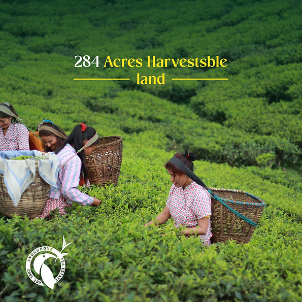 Avongrove Tea estate 2 (1).png