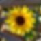 ABOUT2.jpg
