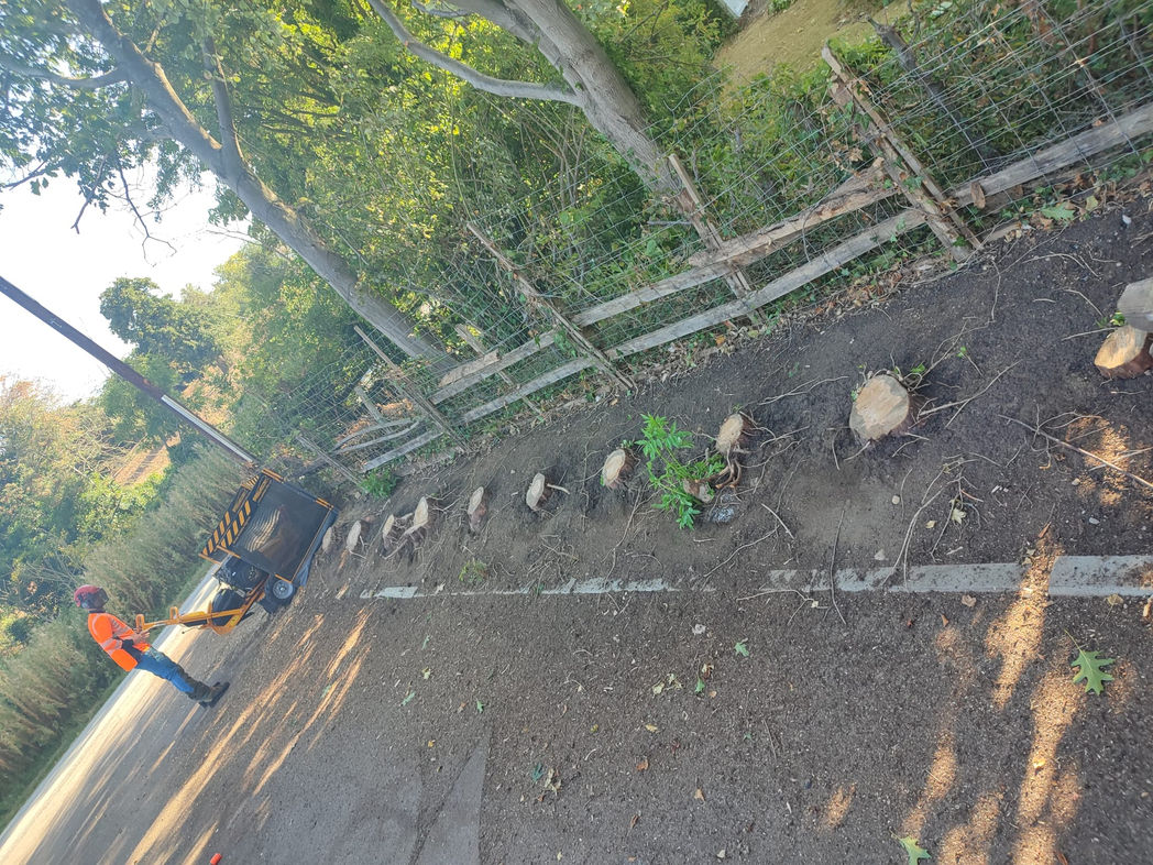 Pawson Tree Care - Stump Removal Market Harborough - Before.jpeg