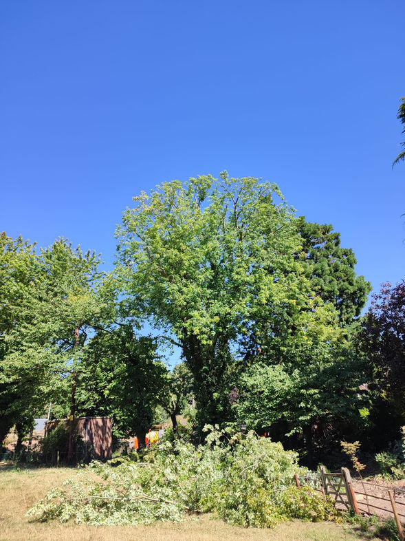 Pawson Tree Care - Tree Pruning Leicestershire and Rutland.jpeg