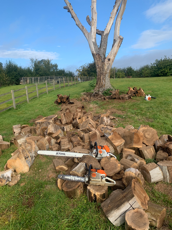 Pawson Tree Care - Tree felling and removal Market Harborough Leicestershire.HEIC