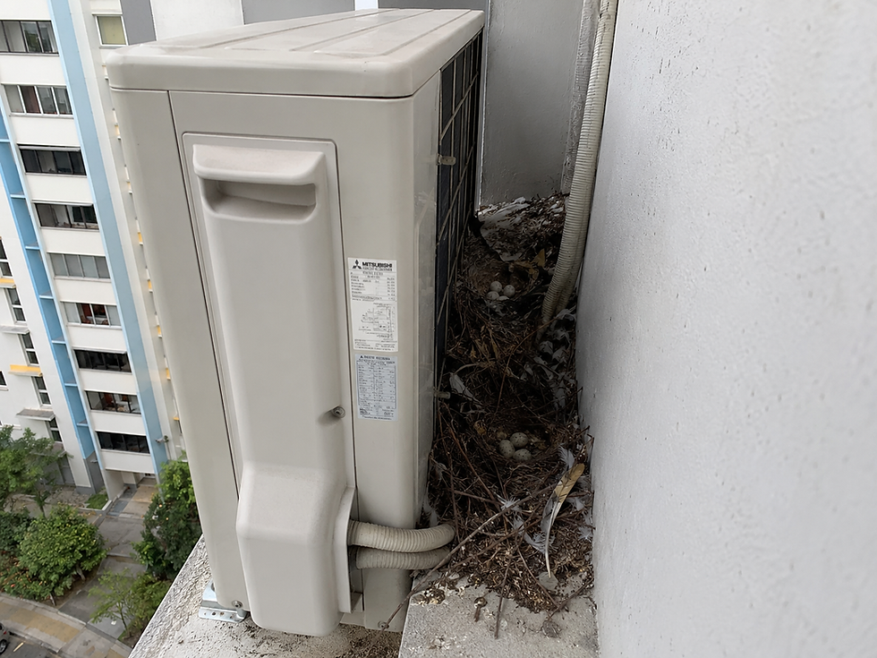 Pigeon nesting on HDB aircon ledge in Singapore with eggs and nesting materials — why aircon ledges are at high risk during nesting season