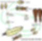 Cycle-reproduction-termites.jpg