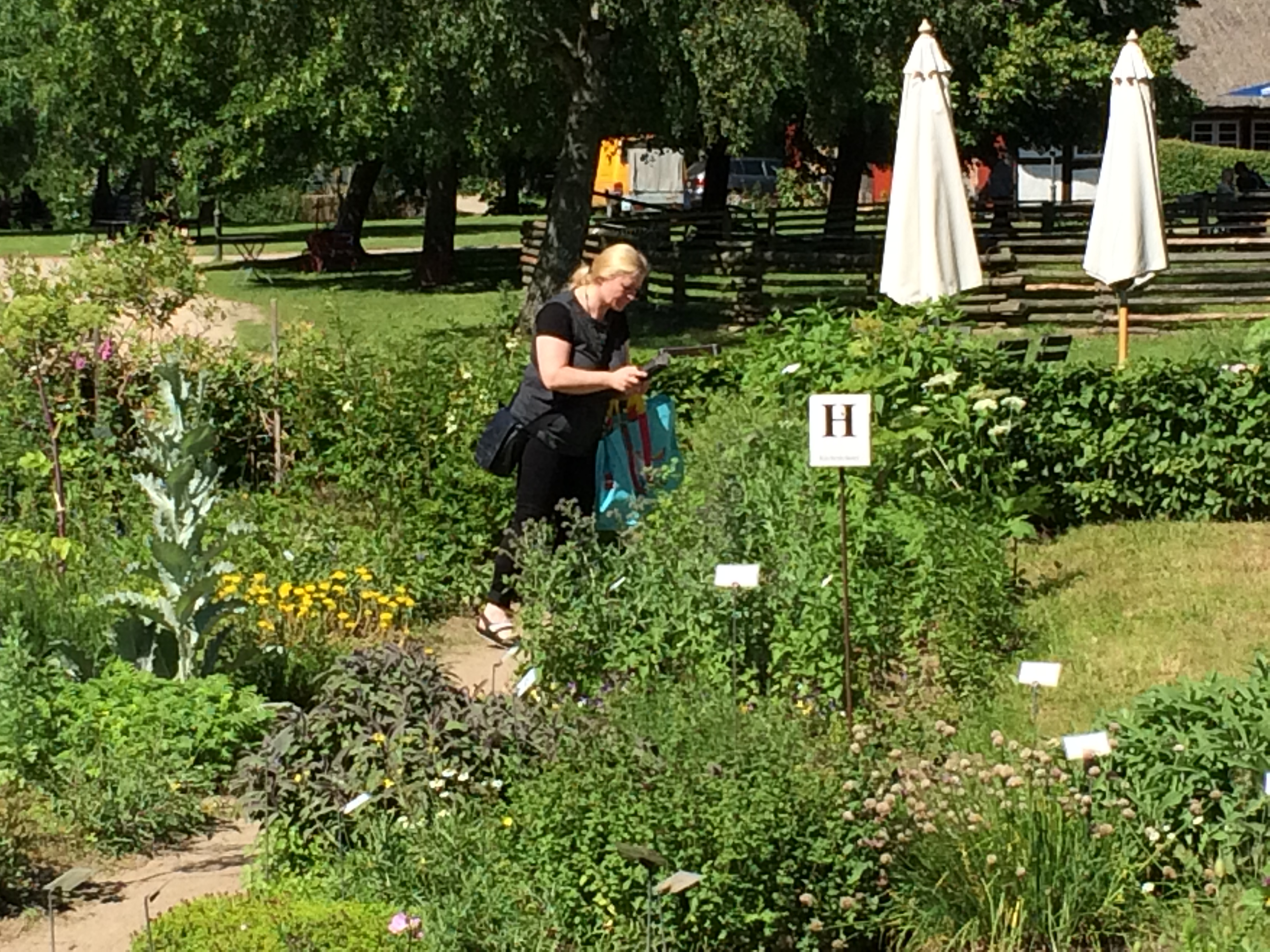 Kräuter und Phytotherapie