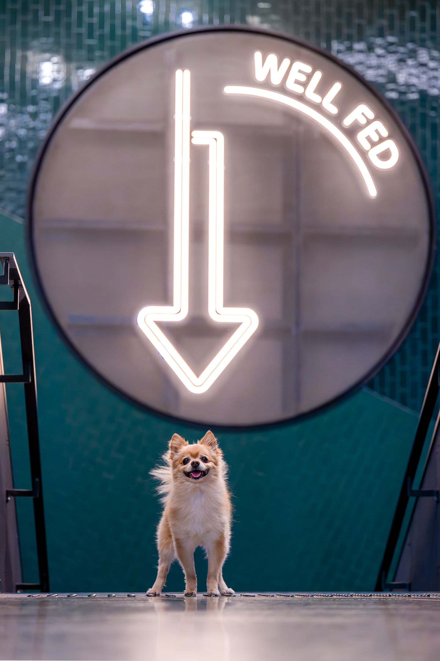 dog photography, dog photographer, toronto, pet portraits, dog portrait, professionnal dog photographer, rg picture