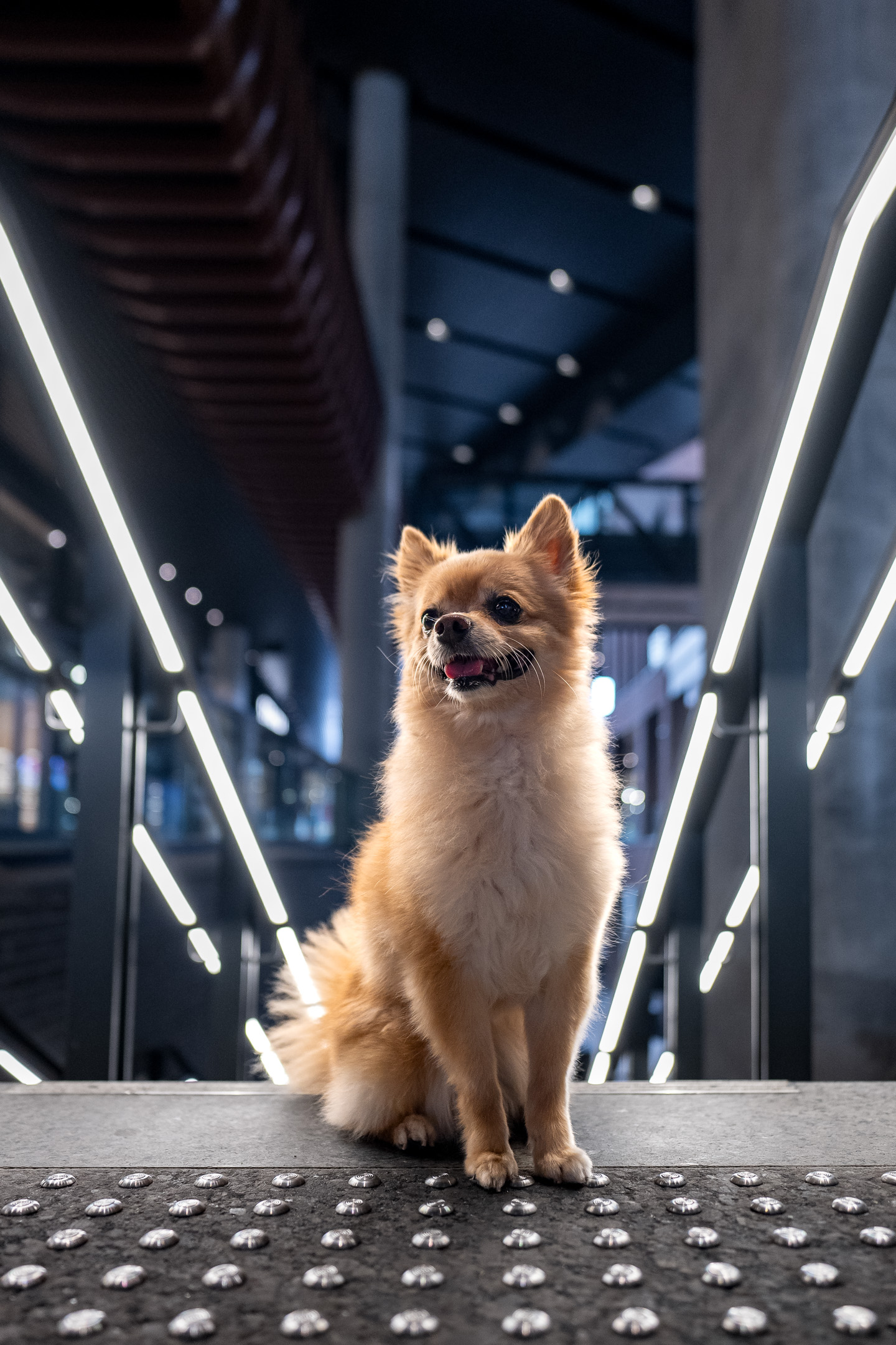 dog photography, dog photographer, toronto, pet portraits, dog portrait, professionnal dog photographer, rg picture