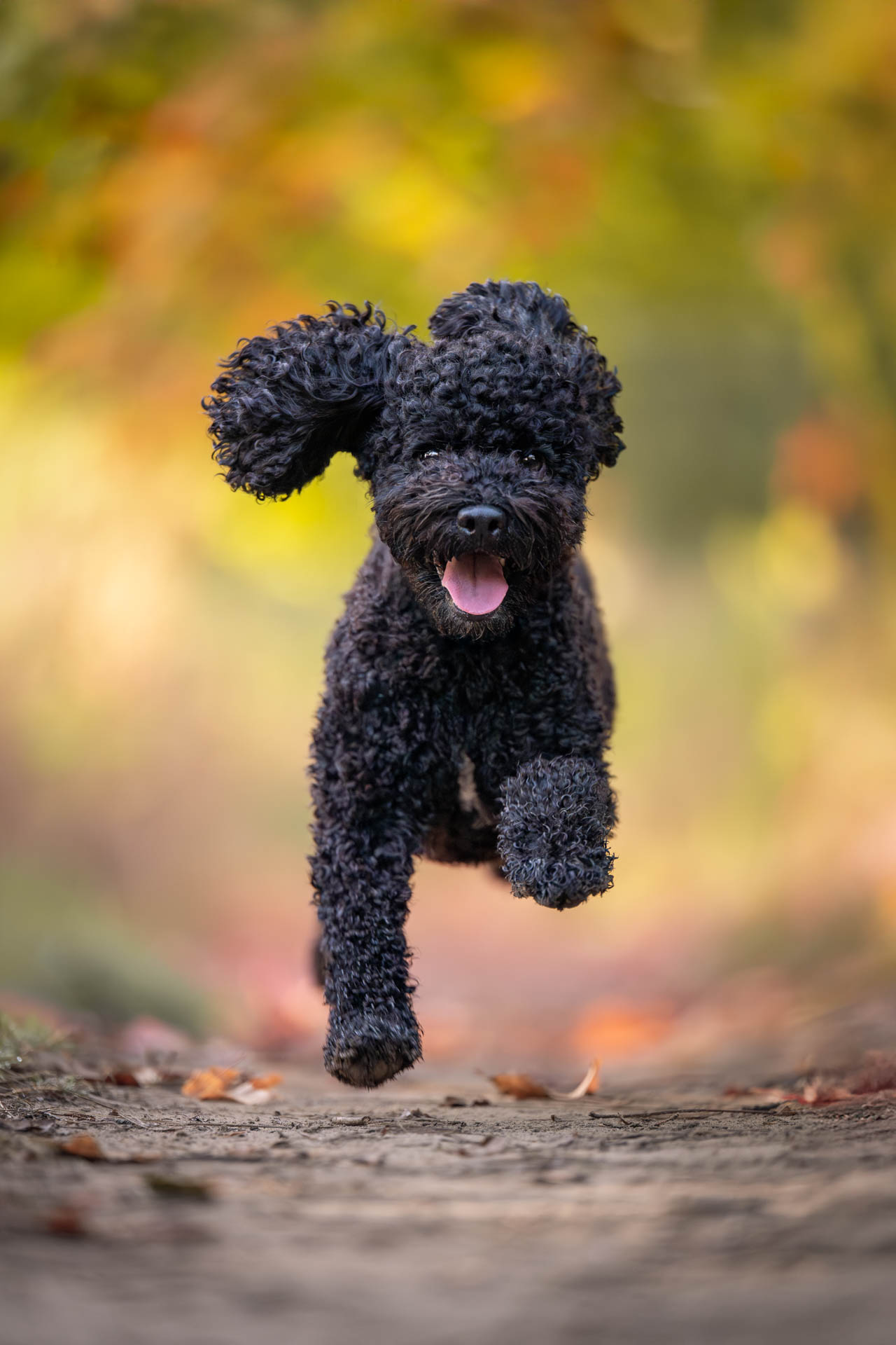 dog photography, dog photographer, toronto, pet portraits, dog portrait, professionnal dog photographer, rg picture