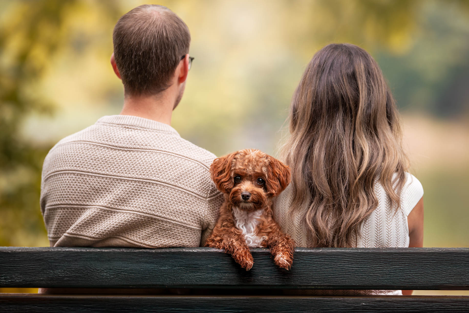 dog photography, dog photographer, toronto, pet portraits, dog portrait, professionnal dog photographer, rg picture