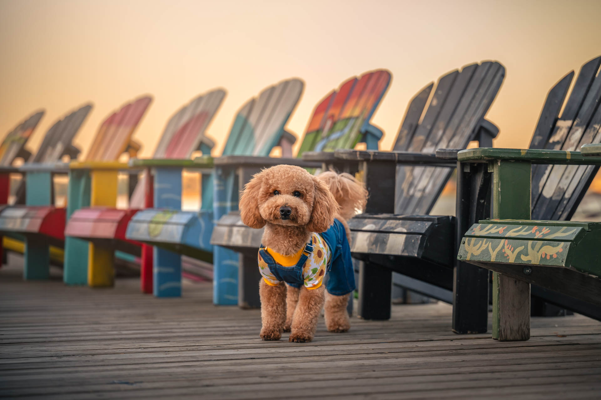 Small dog in overalls at Toronto's Sugar Beach.
