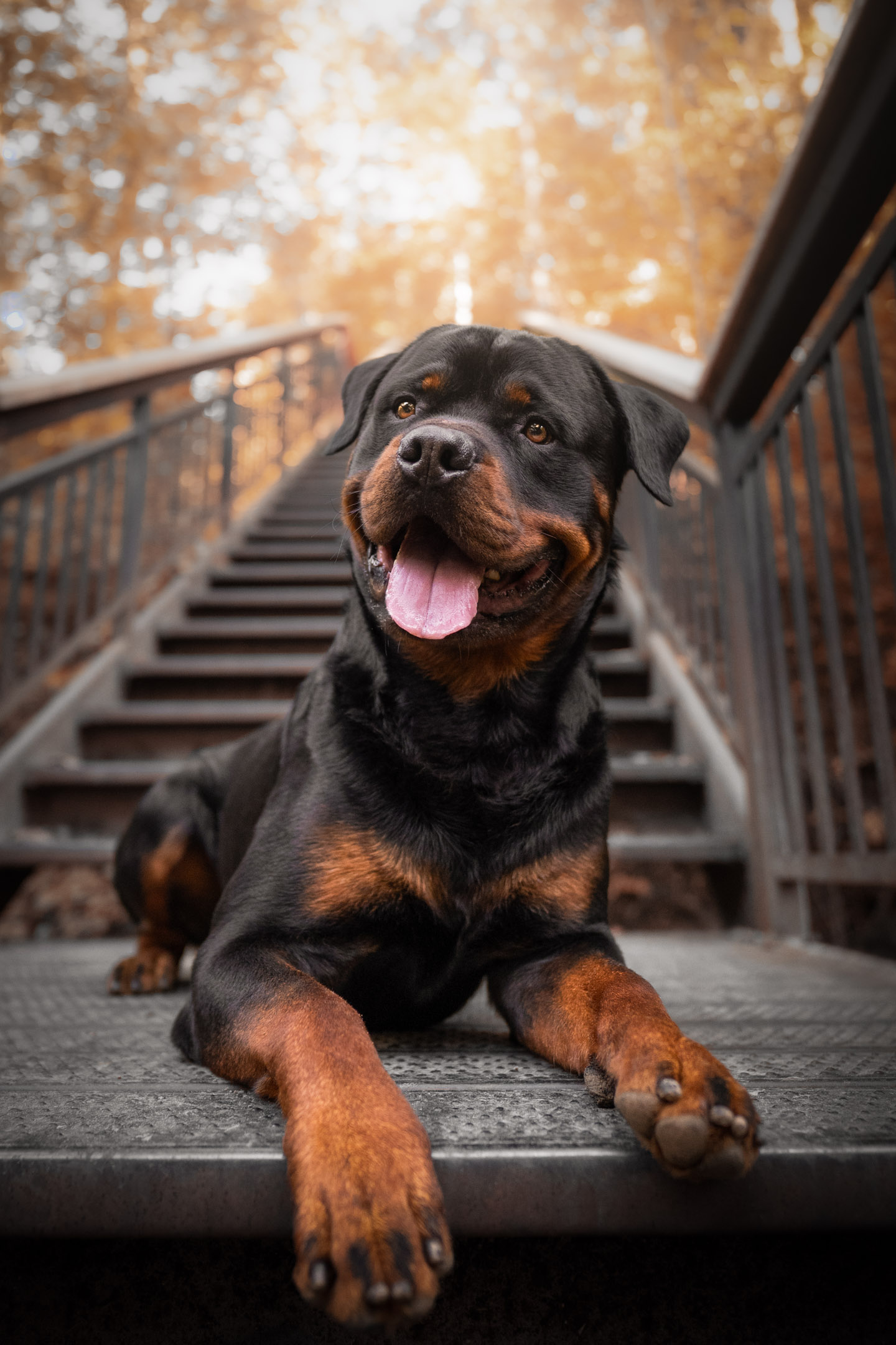 dog photography, dog photographer, toronto, pet portraits, dog portrait, professionnal dog photographer, rg picture