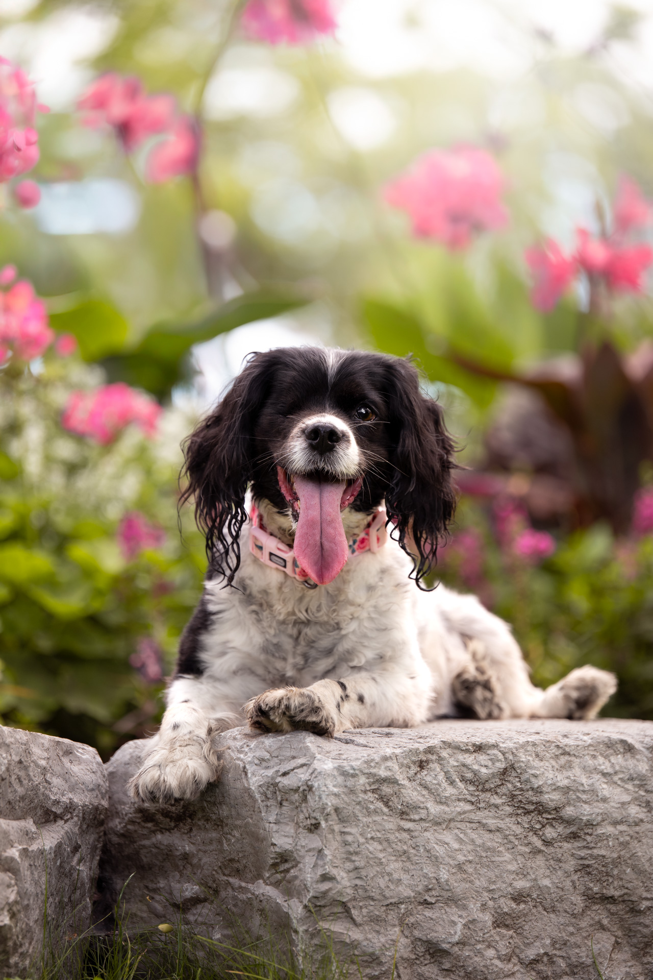 dog photography, dog photographer, toronto, pet portraits, dog portrait, professionnal dog photographer, rg picture