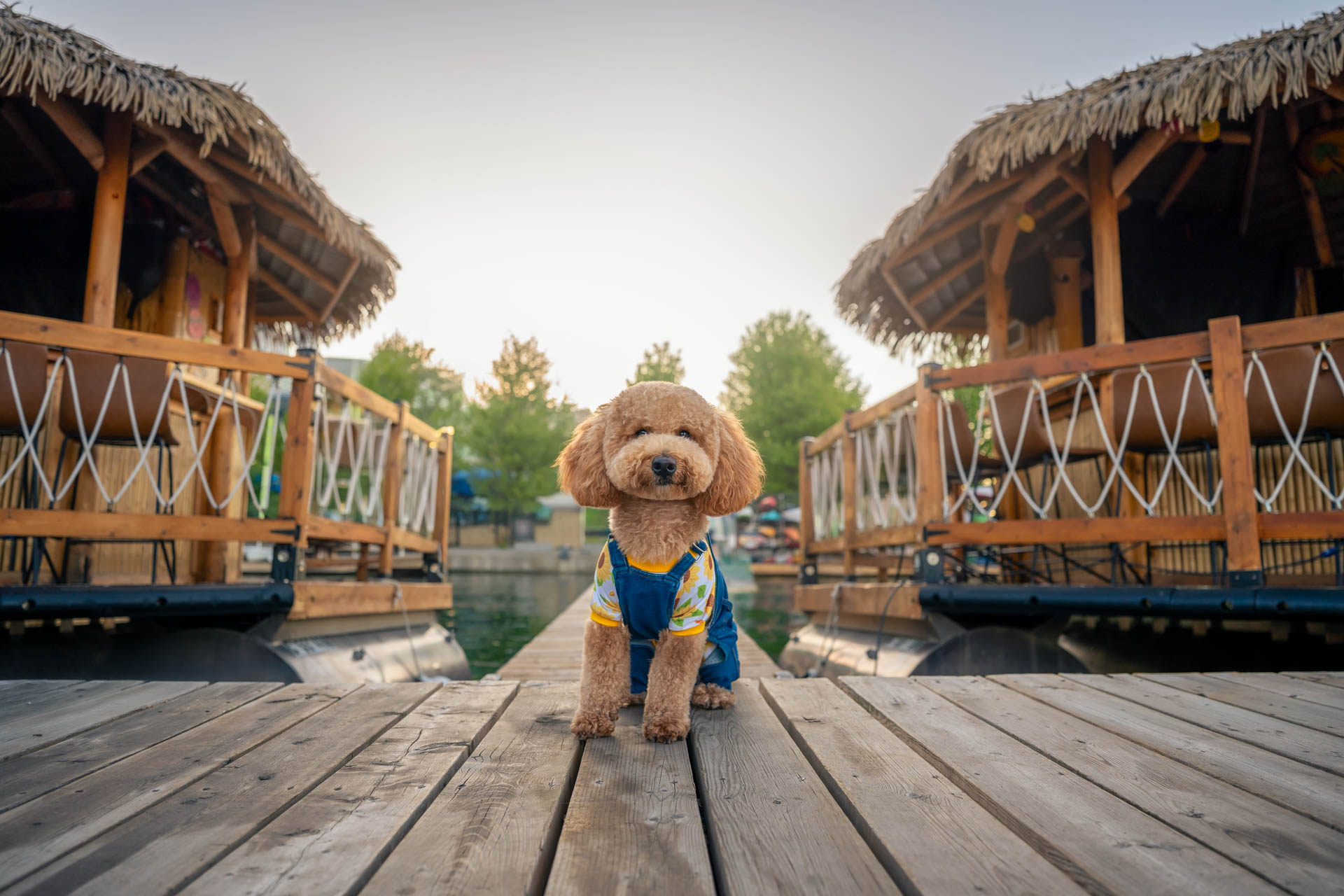 Small dog on a boardwalk, dog photography toronto