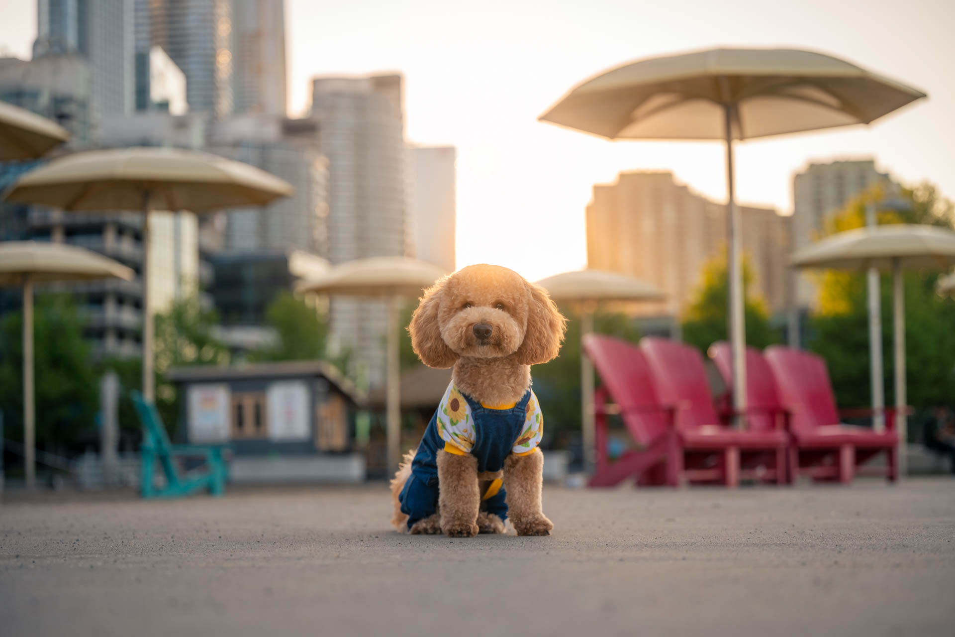 Small poodle in Toronto wearing overalls at Sugar Beach