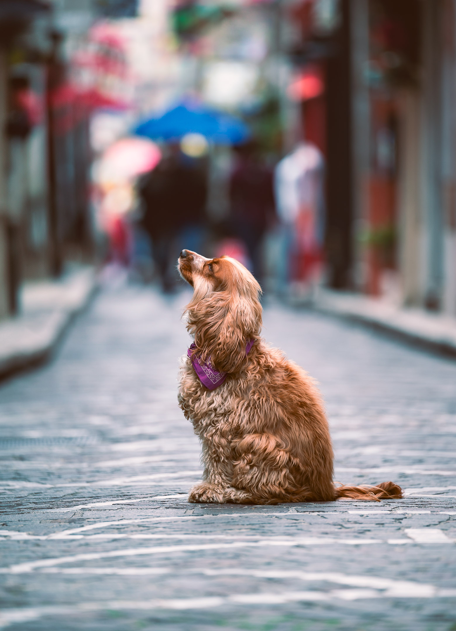 dog photography, dog photographer, toronto, pet portraits, dog portrait, professionnal dog photographer, rg picture