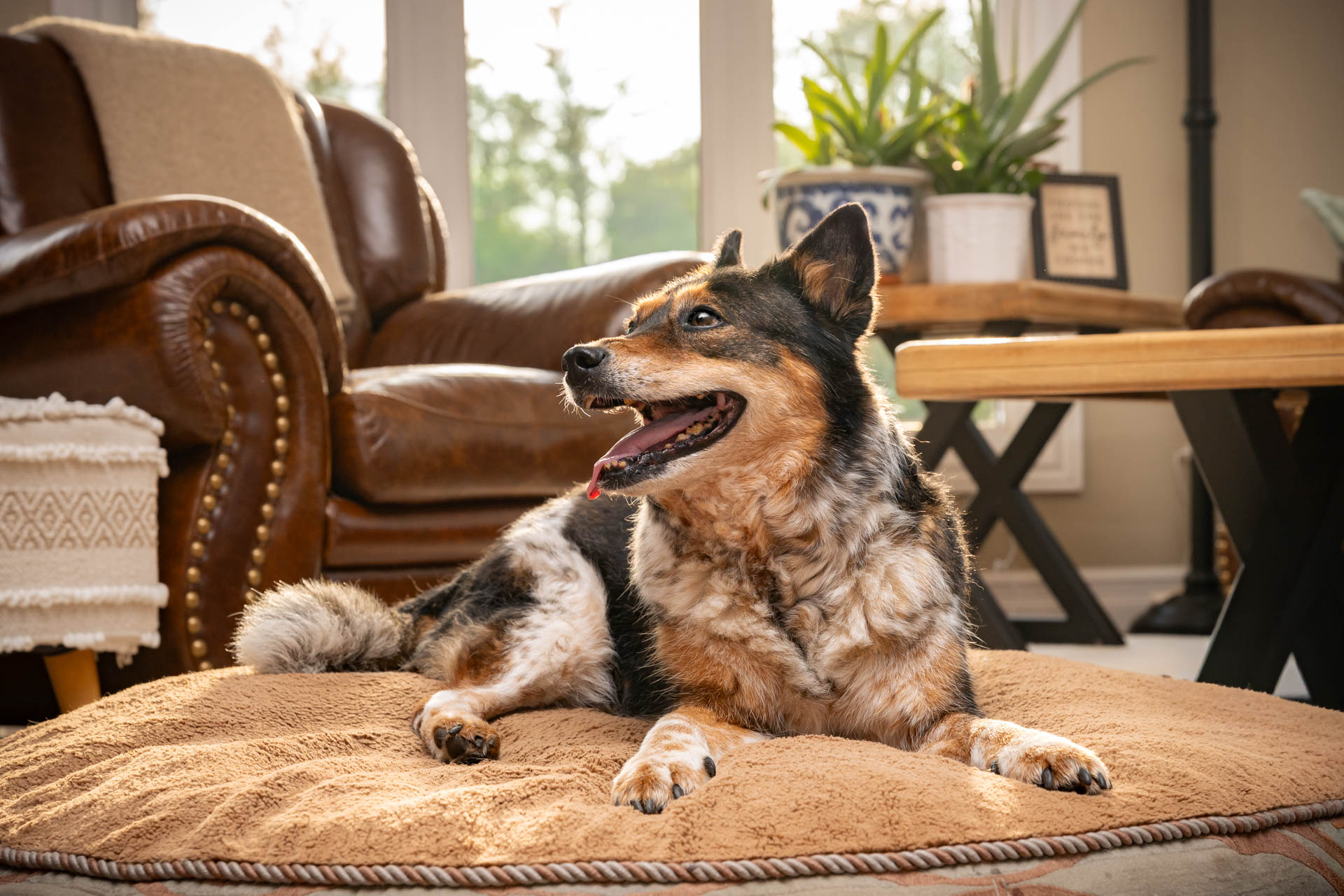 Dog photography Toronto: Happy dog on bed in urban home.