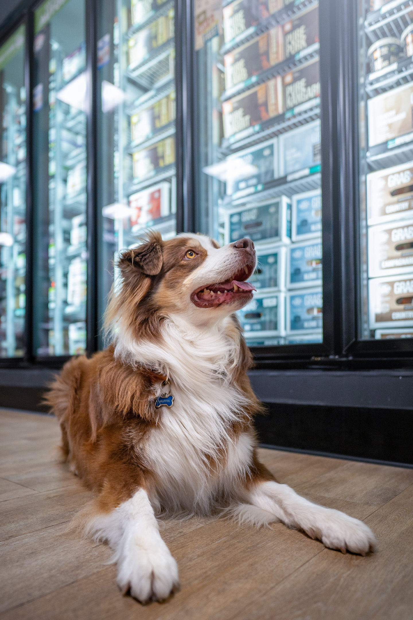dog photography, dog photographer, toronto, pet portraits, dog portrait, professionnal dog photographer, rg picture