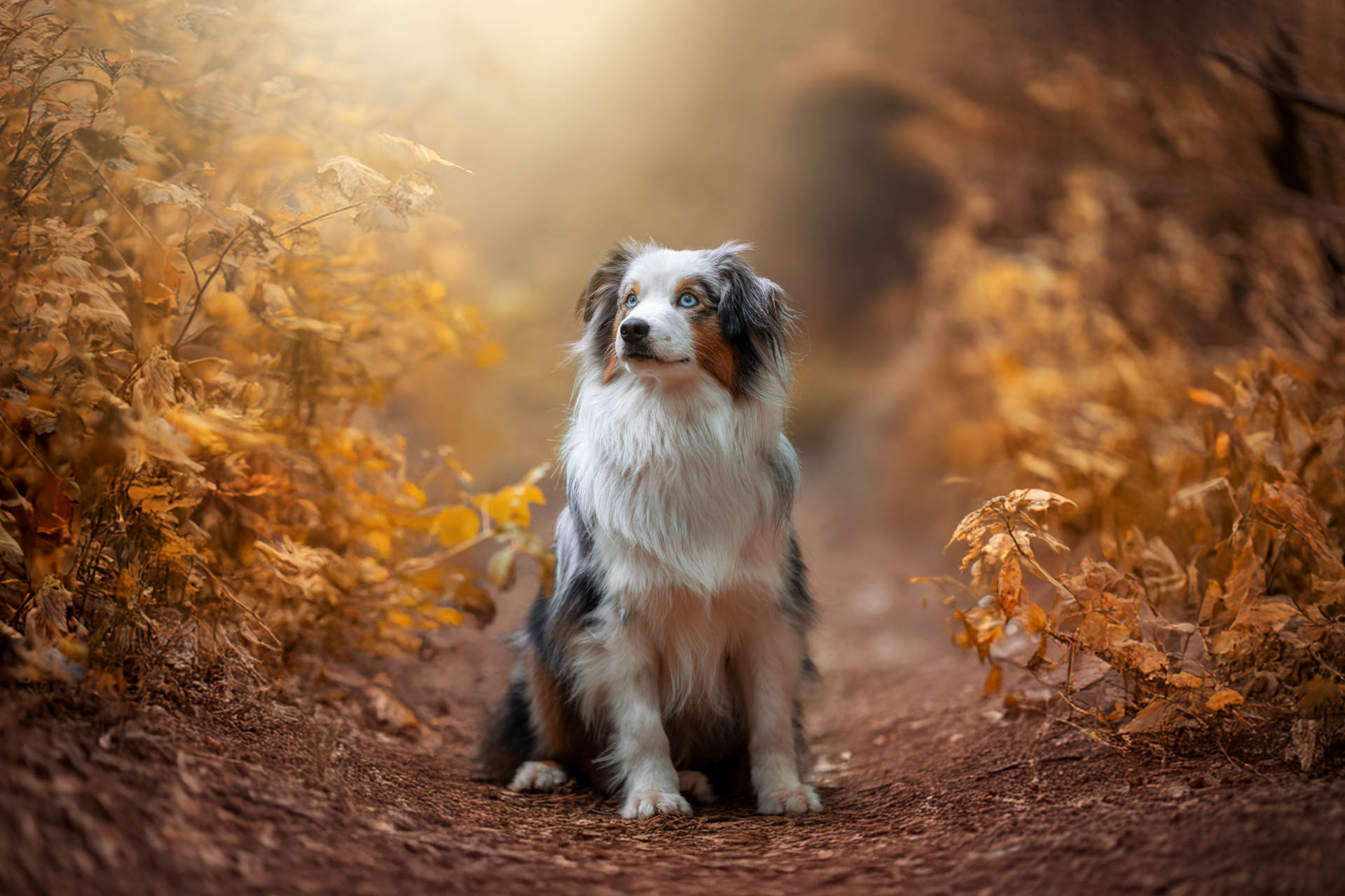 dog photography, dog photographer, toronto, pet portraits, dog portrait, professional dog photographer, rg picture