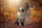 Dog Photography Toronto RG Picture.jpg