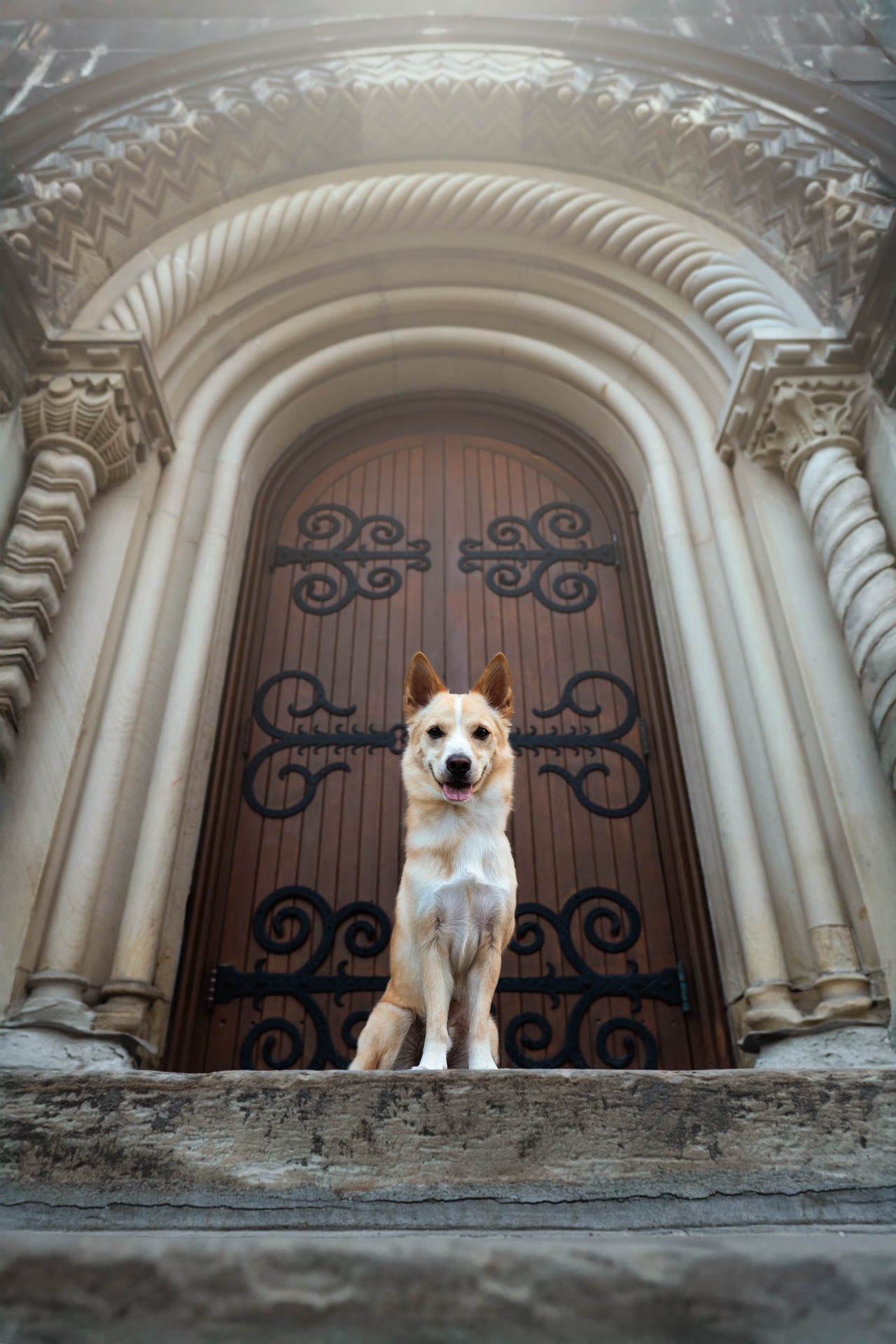dog photography, dog photographer, toronto, pet portraits, dog portrait, professionnal dog photographer, rg picture
