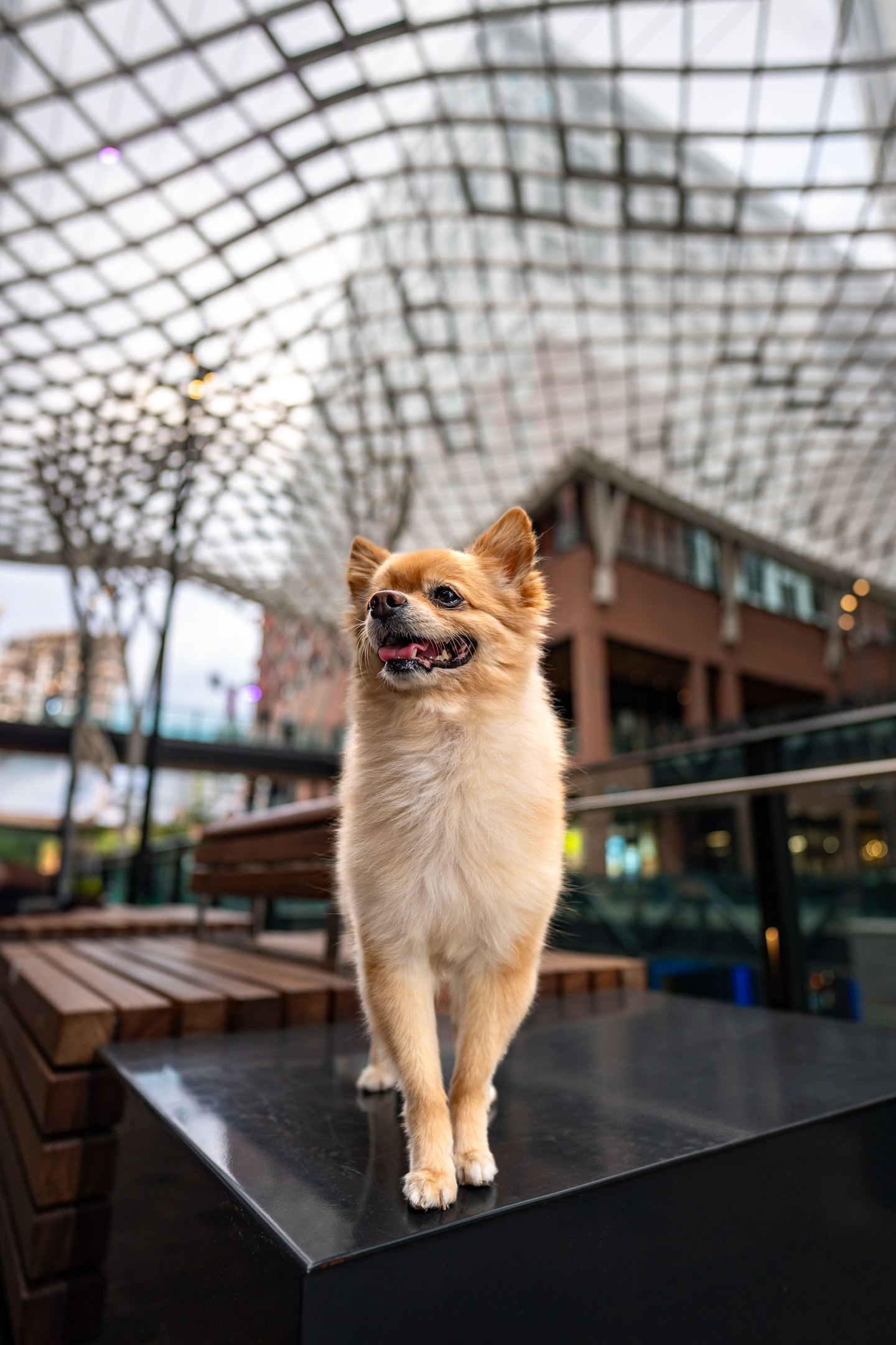 dog photography, dog photographer, toronto, pet portraits, dog portrait, professionnal dog photographer, rg picture