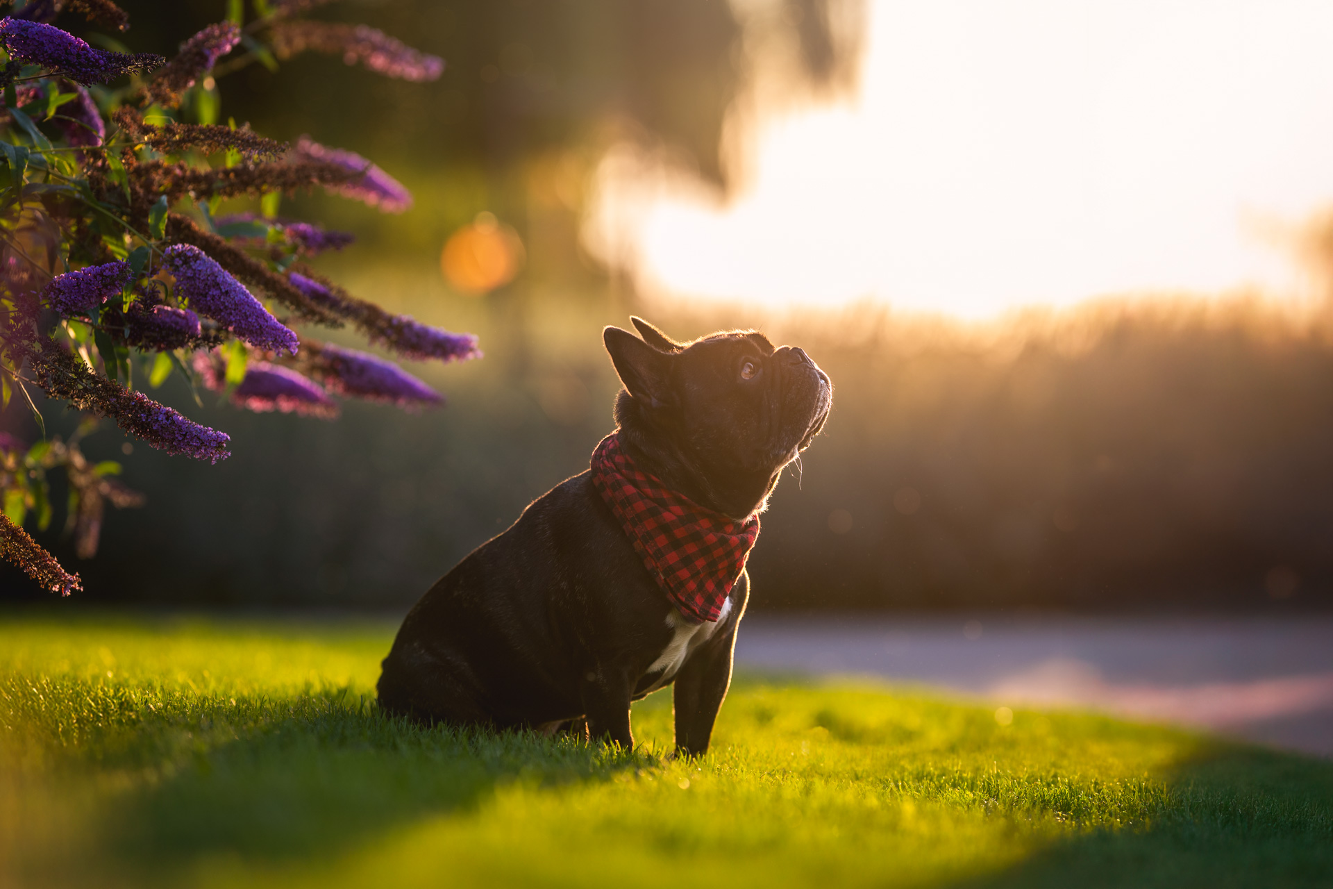 dog photography, dog photographer, toronto, pet portraits, dog portrait, professionnal dog photographer, rg picture