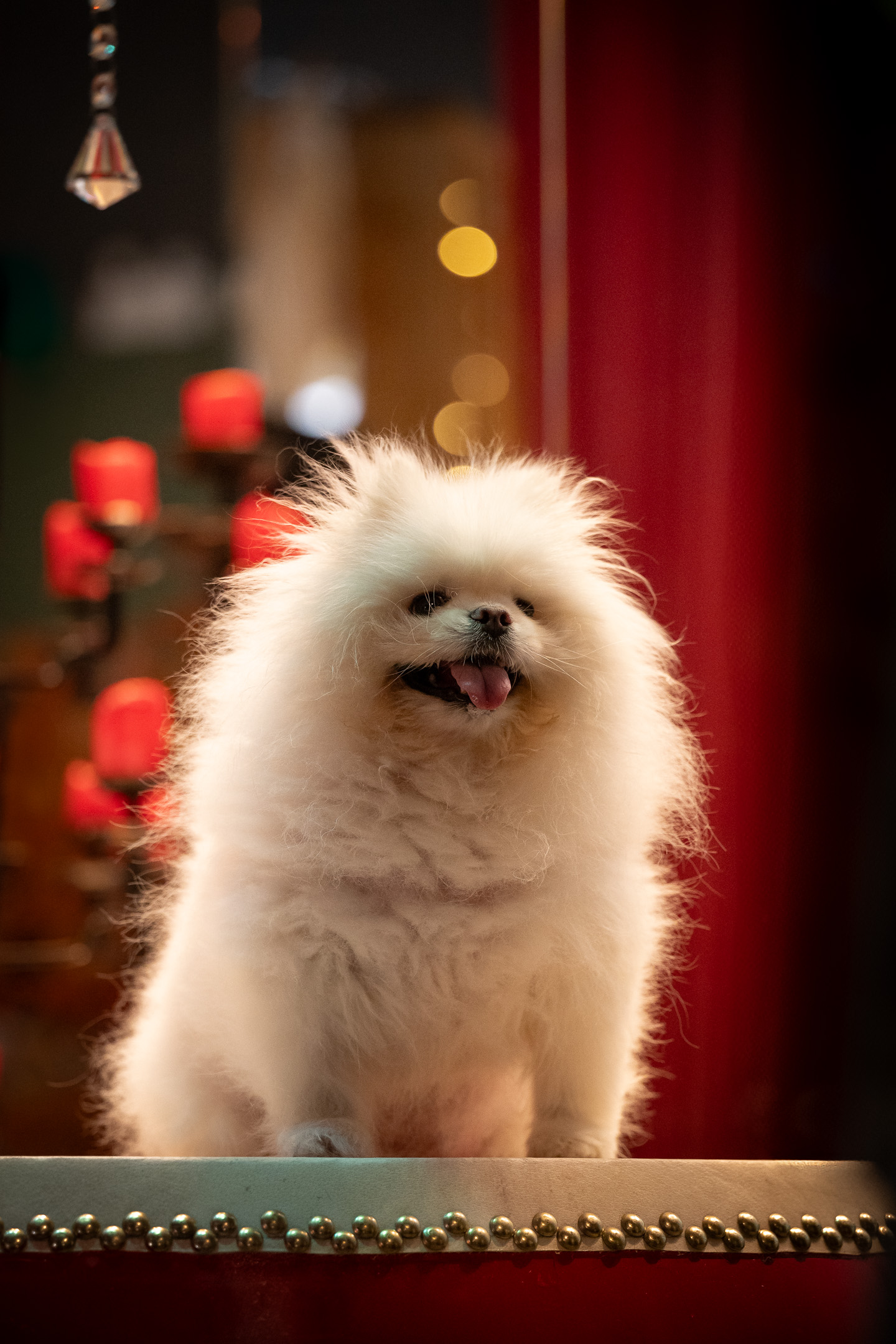 dog photography, dog photographer, toronto, pet portraits, dog portrait, professionnal dog photographer, rg picture