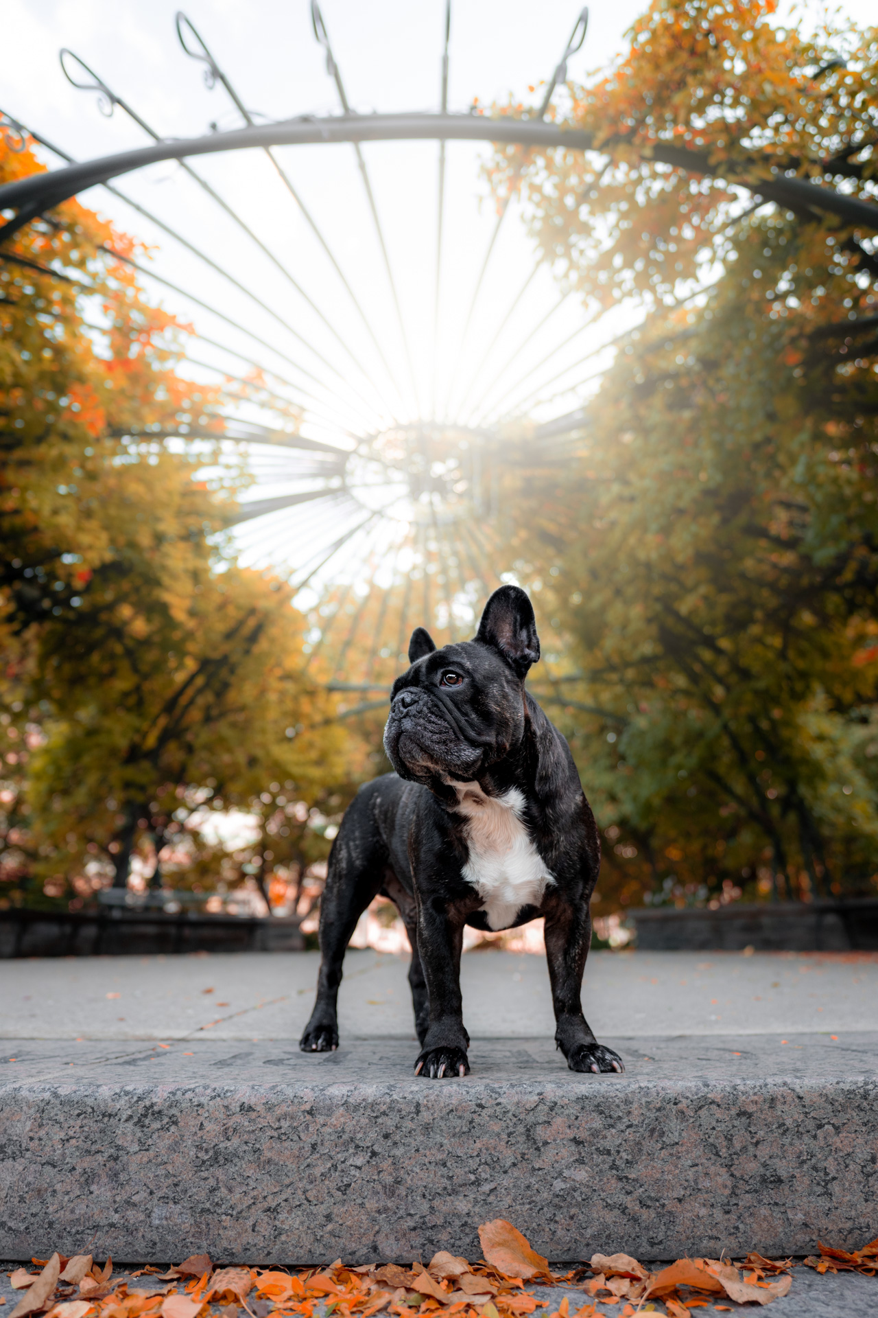 dog photography, dog photographer, toronto, pet portraits, dog portrait, professionnal dog photographer, rg picture
