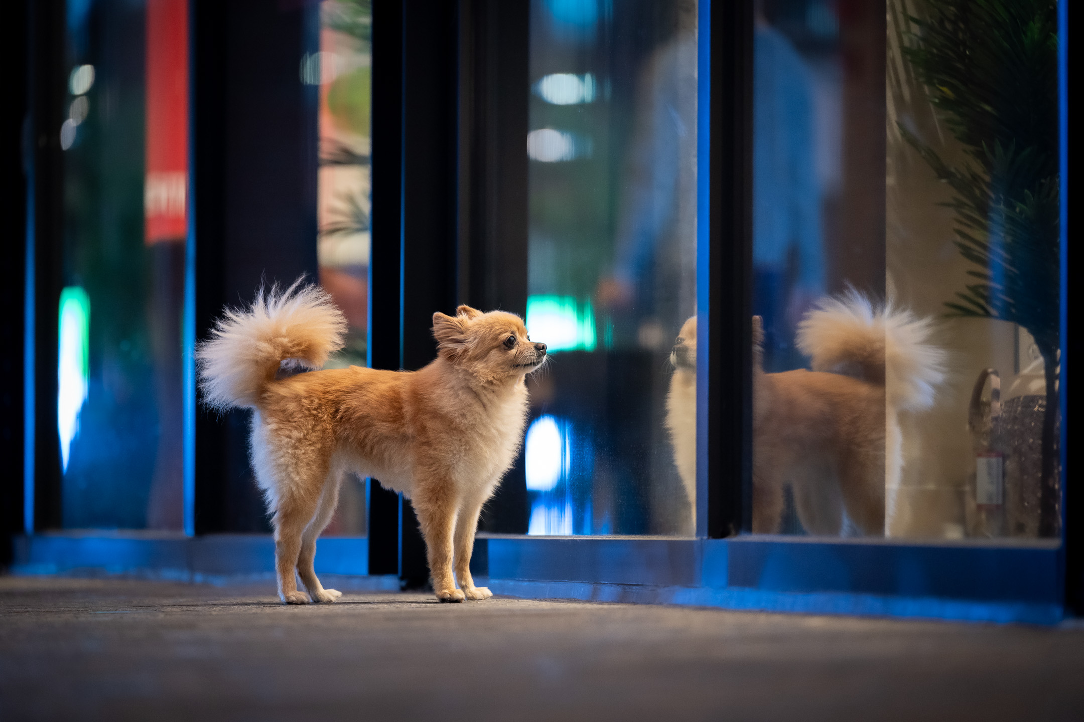 dog photography, dog photographer, toronto, pet portraits, dog portrait, professionnal dog photographer, rg picture