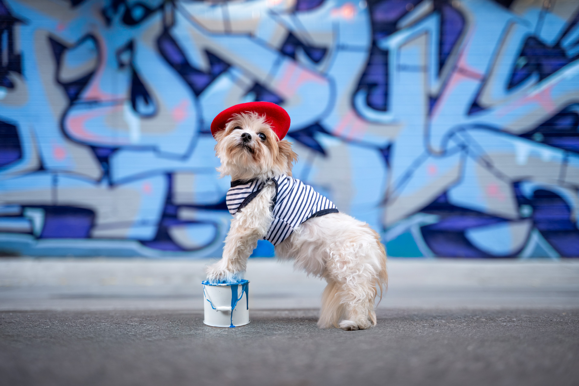 dog photography, dog photographer, toronto, pet portraits, dog portrait, professionnal dog photographer, rg picture