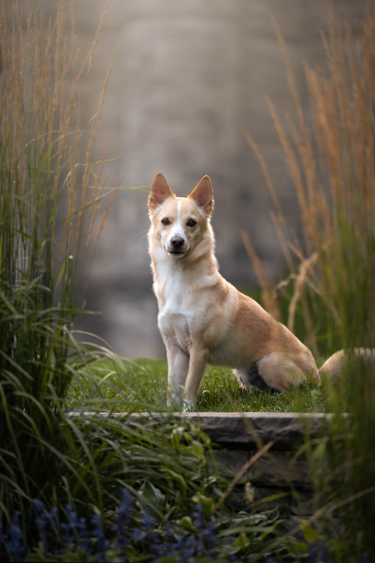 dog photography, dog photographer, toronto, pet portraits, dog portrait, professionnal dog photographer, rg picture