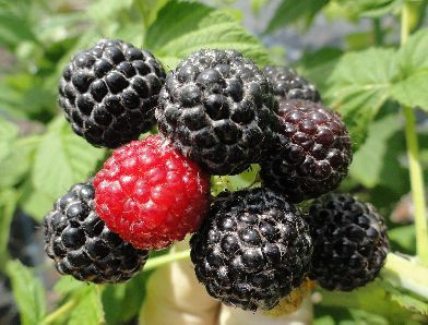 Mac Black Raspberry For Sale Online | Shrubs & Trees Depot