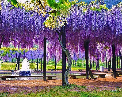 Wisteria Tree (ships potted)