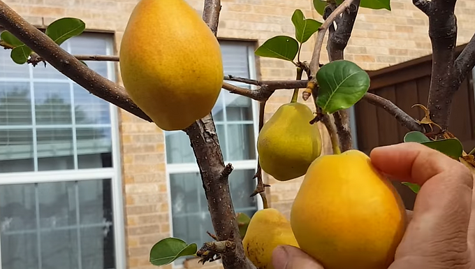 Kieffer Pear Tree For Sale Online