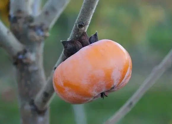 Meader American Persimmon Tree