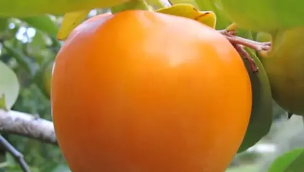 Tanenashi Persimmon Trees For Sale Online