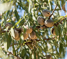 Almond Trees.png