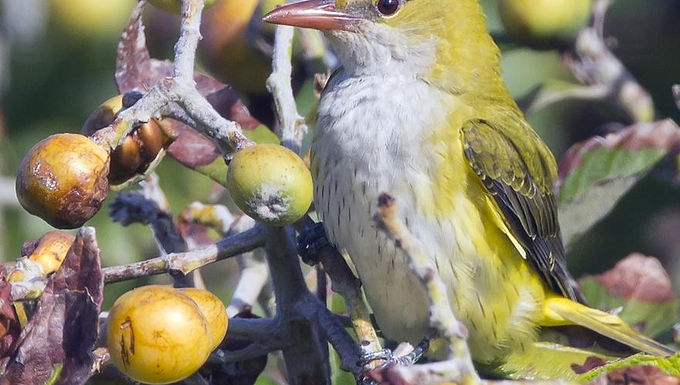 Wildlife Loquat Tree For Sale Online