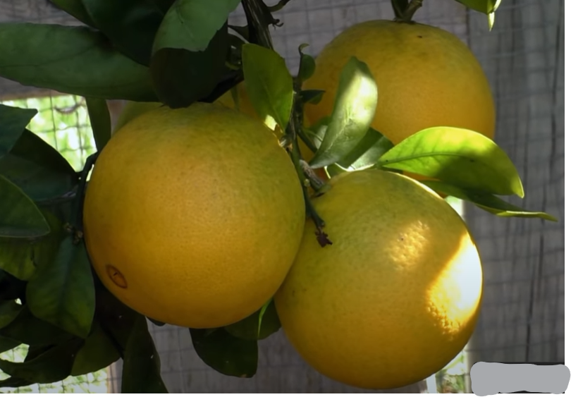 Washington Navel Orange Tree For Sale Online Shrubs & Trees Depot
