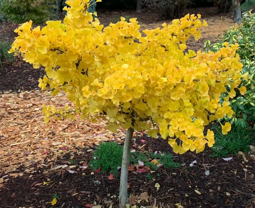 Mariken Ginkgo Tree