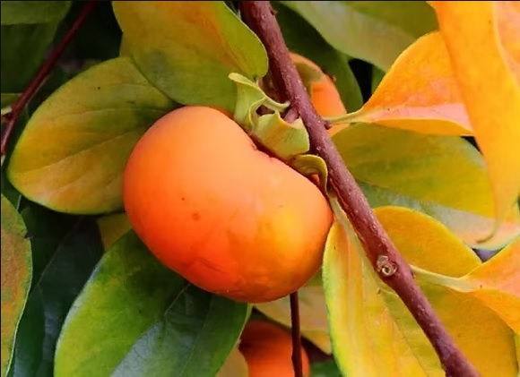 a ripe fuyu persimmon fruit