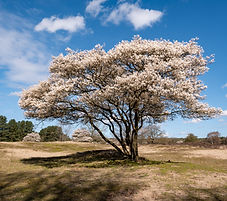 a blooming allegheny serviceberry tree