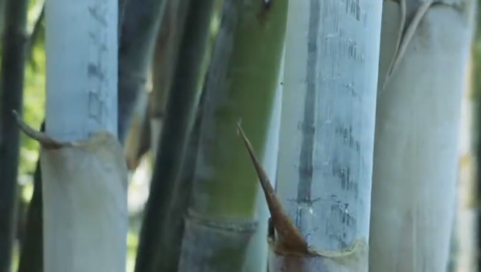 Blue Temptation Bamboo (clumping) For Sale Online