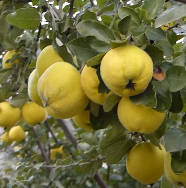 'Kuganskaya' Quince Tree For Sale Online Shrubs & Trees Depot