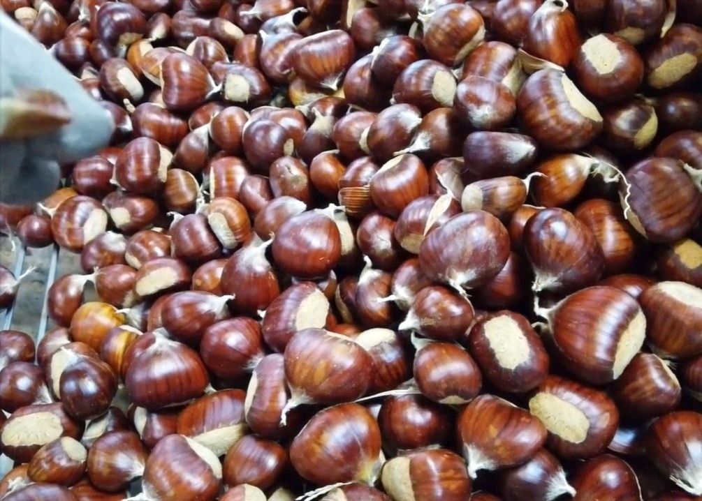 ripe colossal chestnuts