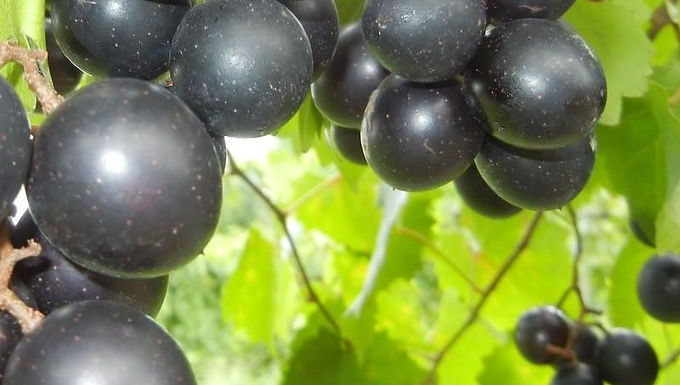 Hunt (Female) Muscadine Grape For Sale Online